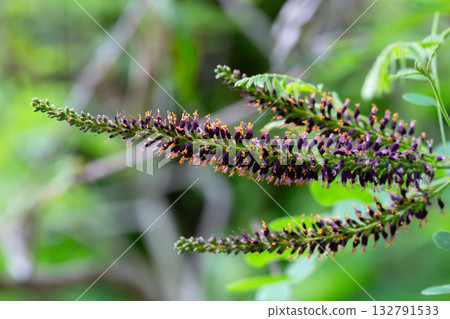 Amorpha fruitcosa (false indigo) flowers macro. Fabaceae deciduous shrub. It produces black-purple spikes from April to July. 132791533