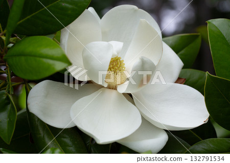 Magnolia grandiflora (Southern magnolia) flowers close-up. The fragrant flowers bloom in summer, and the contrast between the white flowers and the deep green leaves is very beautiful. 132791534