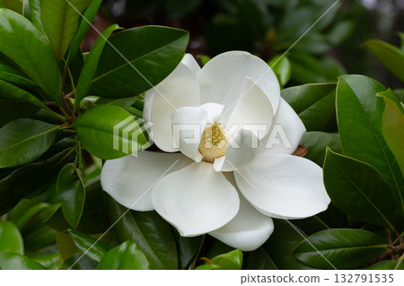 Magnolia grandiflora (Southern magnolia) flowers close-up. The fragrant flowers bloom in summer, and the contrast between the white flowers and the deep green leaves is very beautiful. 132791535