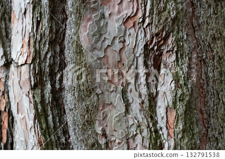Rough tree bark with deep cracks and natural textures. Rough tree bark with deep cracks and natural textures. 132791538