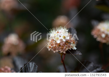 physocarpus opulifolius red baron shrub with tiny flowers physocarpus opulifolius red baron shrub with tiny flowers 132791543