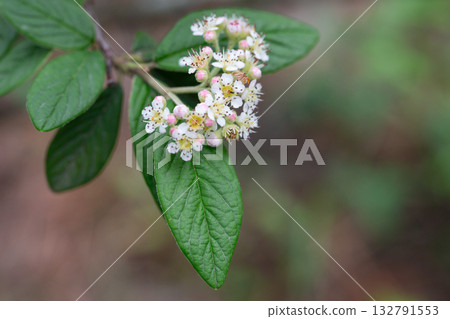 Willow-leaved cotoneaster branch with white flowers - Latin name - Cotoneaster salicifolius Willow-leaved cotoneaster branch with white flowers - Latin name - Cotoneaster salicifolius 132791553