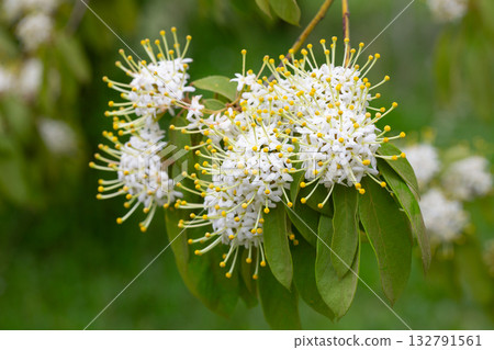 Reevesia pubescens ( var. siamensis ) beautiful wild flower in forest, nature background Reevesia pubescens ( var. siamensis ) beautiful wild flower in forest, nature background 132791561