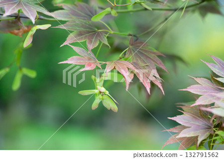 Japanese maple leaves. Palmate maple young bright green foliage in the spring garden. Smooth Japanese maple plant branches. Acer palmatum ornamental tree. Japanese maple leaves. Palmate maple young bright green foliage in the spring garden. Smooth Japanese maple plant branches. Acer palmatum ornamental tree. 132791562