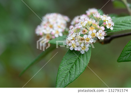 Willow-leaved cotoneaster branch with white flowers - Latin name - Cotoneaster salicifolius Willow-leaved cotoneaster branch with white flowers - Latin name - Cotoneaster salicifolius 132791574