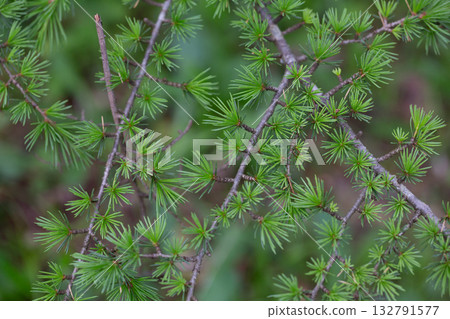 Atlas cedar (Cedrus atlantica) is a cedar native to the Atlas Mountains of Morocco. 132791577