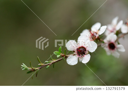 Manuka or leptospermum scoparium branch with beautiful white flower and capsule fruits. Manuka or leptospermum scoparium branch with beautiful white flower and capsule fruits. 132791579