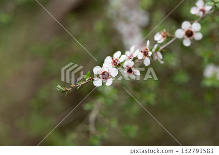 Manuka or leptospermum scoparium branch with beautiful white flower and capsule fruits. 132791581