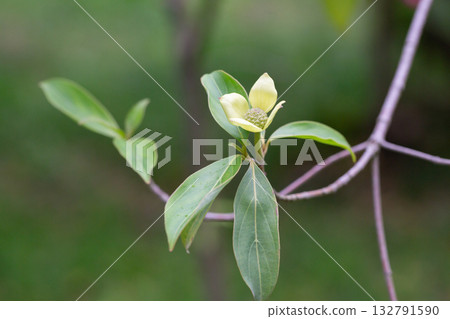 Cornus capitata is a species of dogwood known by the common names Bentham's cornel, evergreen dogwood, Himalayan flowering dogwood, and Himalayan strawberry-tree. 132791590
