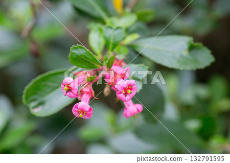 The vibrant green and red colours of Escallonia Rubra. Close-up. 132791595