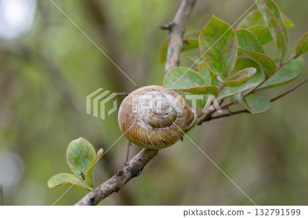 Edible snail (Helix pomatia) on a leaf in the garden. Edible snail (Helix pomatia) on a leaf in the garden. 132791599
