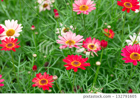 Argyranthemum frutescens in the garden. Red and pink flowers in the field, a summer floral background. Argyranthemum frutescens in the garden. Red and pink flowers in the field, a summer floral background. 132791605