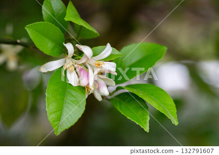 A vertical closeup of a mandarin orange (Citrus reticulata) tree with blooming flowers 132791607