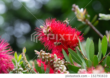 Close-up shot of beautiful Callistemon citrinus (called red bottlebrush) flower. Callistemon citrinus is native to Australia. Natural backgrounds, blossom, botany and wallpaper backgrounds. 132791610