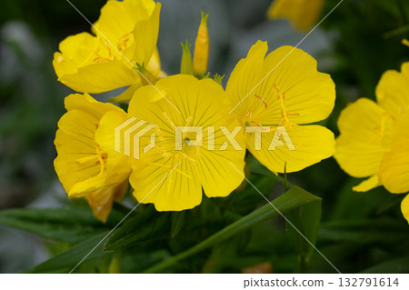 Ozark Sundrop, Oenothera missouriensis, blooming with bright yellow flowers in garden, closeup with selective focus 132791614