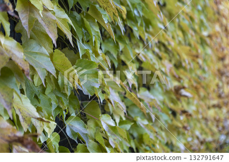 autumn colorful leaves of the vineyard autumn colorful leaves of the vineyard 132791647