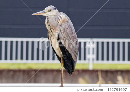 A heron standing quietly on one leg 132791697