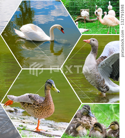 Diverse Waterfowl Collection Collage: Swan, Mallard Duck, Greylag Goose, and Flamingos Diverse Waterfowl Collection Collage: Swan, Mallard Duck, Greylag Goose, and Flamingos 132791698
