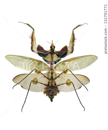 The devil's flower mantis showcases its striking appearance and detailed features while isolated against a plain background, emphasizing its distinct coloration and shape. 132791771