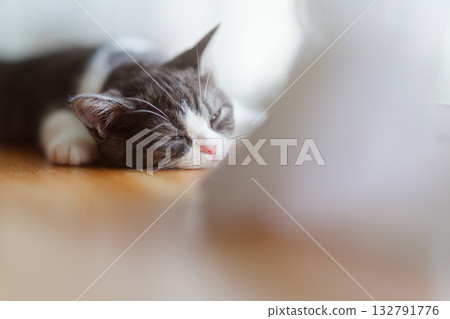 Slumber cat 132791776