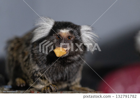 curious marmoset is nibbling on a treat with its fluffy fur and distinct facial features making it look adorable. The setting is warm and inviting perfect for this little creature. curious marmoset is nibbling on a treat with its fluffy fur and distinct facial features making it look adorable. The setting is warm and inviting perfect for this little creature. 132791782