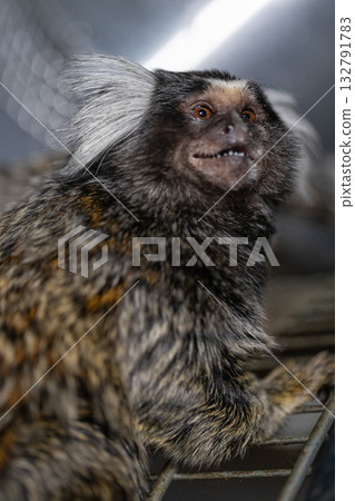 curious marmoset is expressing a playful demeanor as it explores its surroundings in a wildlife sanctuary. The scene is lively and bright showcasing the marmoset's unique features. curious marmoset is expressing a playful demeanor as it explores its surroundings in a wildlife sanctuary. The scene is lively and bright showcasing the marmoset's unique features. 132791783
