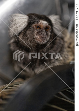 marmoset is seated calmly near a wheel in a warm interior setting. The small monkey has distinct white ear tufts and a curious expression enjoying its surroundings. marmoset is seated calmly near a wheel in a warm interior setting. The small monkey has distinct white ear tufts and a curious expression enjoying its surroundings. 132791784