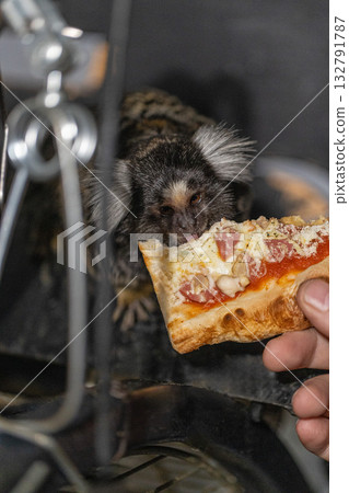 curious marmoset is munching on a slice of pizza held by a human hand. The playful scene captures the joy of sharing food in a warm indoor environment. curious marmoset is munching on a slice of pizza held by a human hand. The playful scene captures the joy of sharing food in a warm indoor environment. 132791787