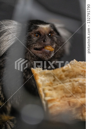small marmoset munches on a piece of bread with a joyful expression. The scene captures the playful nature of this primate as it enjoys its treat in a comfortable setting. 132791790