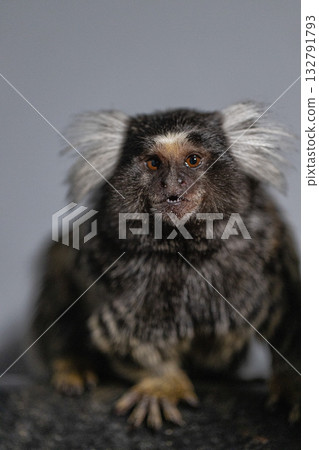 marmoset observes its surroundings with curiosity. The animal features fluffy ears and a unique face showcasing its distinctive fur pattern in a quiet indoor setting. 132791793