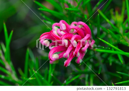 Grevillea juniperina, commonly known as juniper- or juniper-leaf grevillea or prickly spider-flower Grevillea juniperina, commonly known as juniper- or juniper-leaf grevillea or prickly spider-flower 132791813