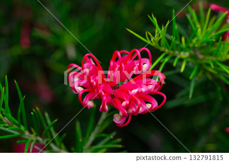 Grevillea juniperina, commonly known as juniper- or juniper-leaf grevillea or prickly spider-flower 132791815