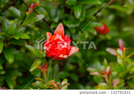 Orange pomegranate flowers (Punica granatum Legrelleae) on a branch in the garden, close-up. spring flower background Orange pomegranate flowers (Punica granatum Legrelleae) on a branch in the garden, close-up. spring flower background 132791831