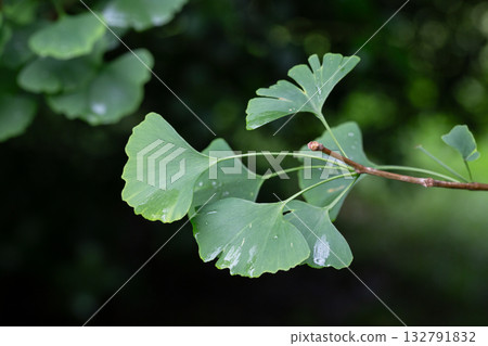 Ginkgo tree (Ginkgo biloba) or ginkgo with bright green new leaves on background of blurry foliage. Selective focus. Close-up. Landscaped garden. Nature concept for desig 132791832