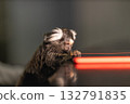 curious marmoset observes a bright mobile phone screen intently focused on the light. This playful scene captures the animal's curious nature at home. 132791835
