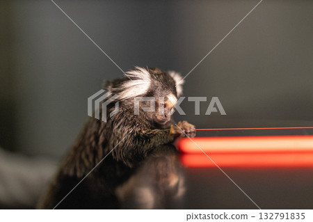 curious marmoset observes a bright mobile phone screen intently focused on the light. This playful scene captures the animal's curious nature at home. curious marmoset observes a bright mobile phone screen intently focused on the light. This playful scene captures the animal's curious nature at home. 132791835