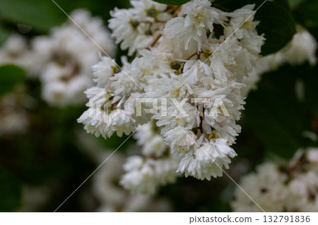 Fuzzy deutzia ( Deutzia scabra ) flowers. Hydrangeaceae deciduous shrub Fuzzy deutzia ( Deutzia scabra ) flowers. Hydrangeaceae deciduous shrub 132791836