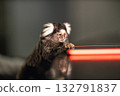 marmoset sits on a table examining a mobile phone with curiosity. The warm light enhances the playful atmosphere in the cozy indoor environment. 132791837