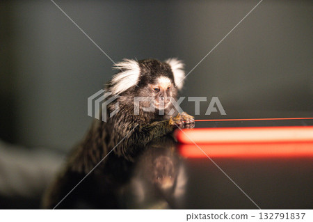 marmoset sits on a table examining a mobile phone with curiosity. The warm light enhances the playful atmosphere in the cozy indoor environment. marmoset sits on a table examining a mobile phone with curiosity. The warm light enhances the playful atmosphere in the cozy indoor environment. 132791837