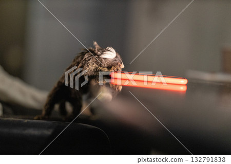 A curious marmoset explores a glowing mobile phone on a reflective surface. The scene captures a warm and playful vibe in a relaxed indoor setting. A curious marmoset explores a glowing mobile phone on a reflective surface. The scene captures a warm and playful vibe in a relaxed indoor setting. 132791838
