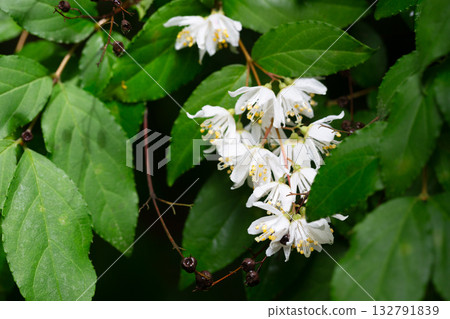 Close-up of a flowering branch of Deutzia. White flowers with yellow stamens against a background of green leaves. Numerous buds foreshadow abundant flowering 132791839