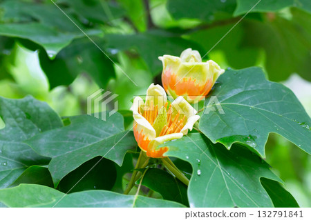 Beautiful blossoms of tulip tree, Liriodendron tulipifera 132791841