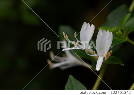 white flowers of a Lonicera japonica white flowers of a Lonicera japonica 132791843