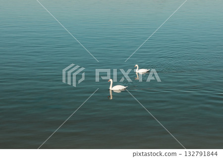 Two graceful swans swimming together on calm river surface reflecting blue sky 132791844
