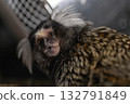 small marmoset is exploring its surroundings with a curious look. Its distinct fur pattern and expressive face are clearly visible as it moves in its habitat. 132791849