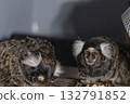 Two marmosets curiously investigate their surroundings in a warm indoor location during the afternoon. Their fluffy fur and lively expressions capture the moment beautifully. 132791852