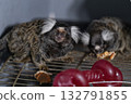 Two marmosets are having fun in their indoor cage. They munch on snacks while exploring their space. The afternoon light gives a warm glow to their playful activity. 132791855