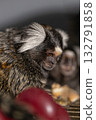marmoset relaxes while eating showcasing its unique fur and curious demeanor. The indoor environment is warm with a few pieces of fruit nearby. 132791858