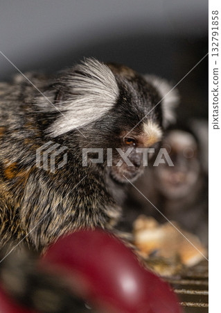 marmoset relaxes while eating showcasing its unique fur and curious demeanor. The indoor environment is warm with a few pieces of fruit nearby. marmoset relaxes while eating showcasing its unique fur and curious demeanor. The indoor environment is warm with a few pieces of fruit nearby. 132791858