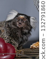 curious marmoset explores its surroundings showing interest in colorful fruit placed nearby while enjoying a warm indoor atmosphere. The lighting highlights its distinctive features. 132791860
